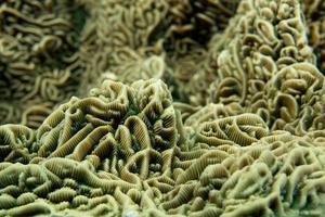 um macro de coral duro colorido em cebu filipinas foto