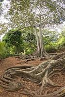 dentro da floresta tropical no Havaí conjunto de piratas do caribe foto