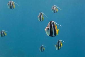 uma escola do anjo peixe dentro sipadan, Bornéu, Malásia foto