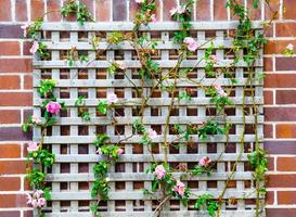 Rosa escalada rosa com madeira quadro, Armação em a vermelho tijolo muro. foto