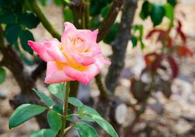 uma lindo Rosa híbrido rosa flor às uma botânico jardim. foto