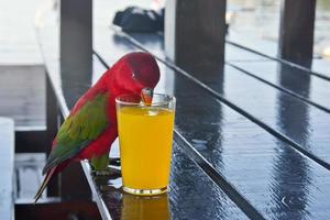 uma colorida papagaio bebendo laranja suco a partir de uma vidro em a mesa foto