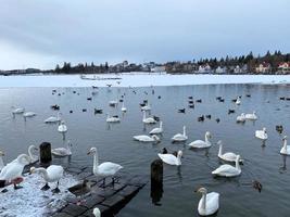 uma Visão do uma whooper cisne dentro reykjavik dentro Islândia foto