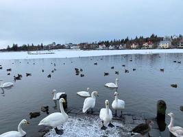 uma Visão do uma whooper cisne dentro reykjavik dentro Islândia foto