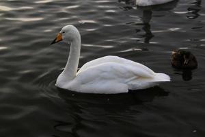 uma Visão do uma whooper cisne dentro reykjavik dentro Islândia foto