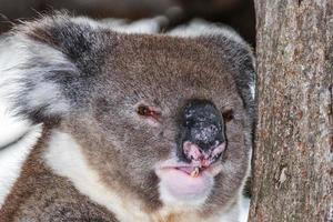coala selvagem em uma árvore enquanto olha para você foto