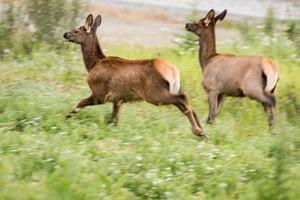 alce veados enquanto corrida dentro britânico Colômbia foto