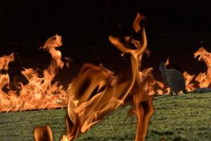 canguru escapando do incêndio florestal na austrália foto