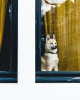 um cachorro em amsterdam, holanda foto