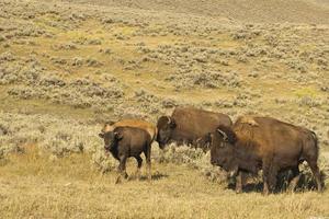 bisão de búfalo em yellowstone foto