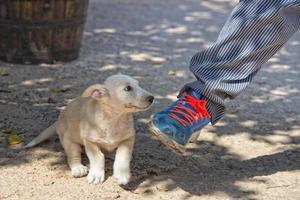 filhote de cachorro recém-nascido branco pomeranian cão foto