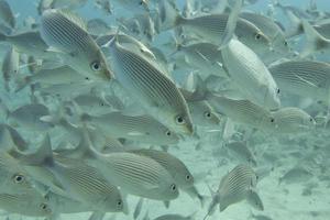 dentro de um cardume de peixes debaixo d'água foto