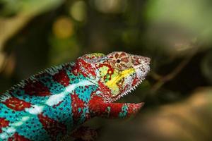 chamaleon de madagascar em um fundo de árvore foto