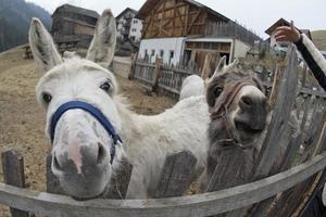 retrato de burro branco foto