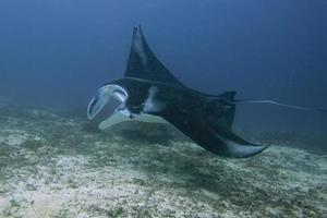 manta no fundo do oceano azul profundo foto