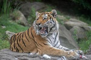 tigre siberiano enquanto come e olha para você foto