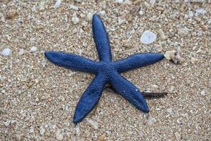 azul mar Estrela em arenoso de praia foto