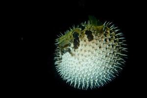 peixe bola de baiacu porco-espinho inflado foto