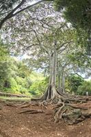 dentro da floresta tropical no Havaí conjunto de piratas do caribe foto