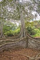 dentro da floresta tropical no Havaí conjunto de piratas do caribe foto