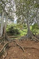 dentro da floresta tropical no Havaí conjunto de piratas do caribe foto