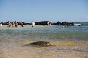 tartaruga verde nadando perto da costa no Havaí foto