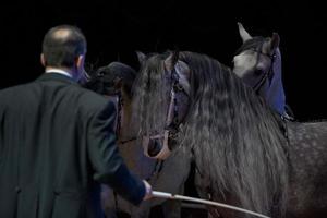 cavalos brancos de circo desenfreado foto