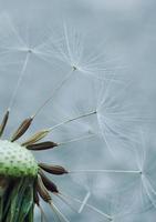 semente de flor de dente-de-leão na primavera foto