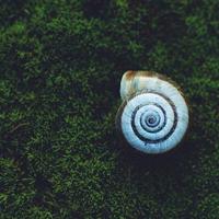 um caracol branco na natureza foto