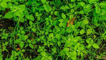 incríveis belas plantas selvagens verdes foto