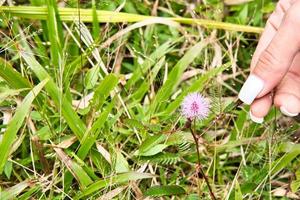 Folhas verdes da planta sensível, planta sonolenta (mimosa pudica) no fundo  verde e roxo, mostrando o significado de tímido