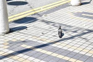 Pombo em a rua foto