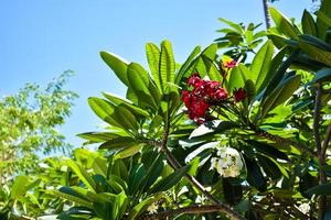 vermelho flor com árvore foto