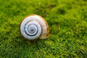 caracol branco na natureza foto