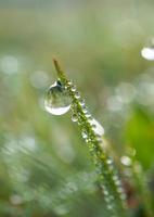 uma gota de chuva na folha da grama verde em dias chuvosos foto