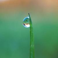 uma gota de chuva na folha da grama verde em dias chuvosos foto