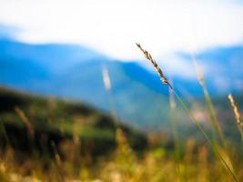 gramas em um prado foto