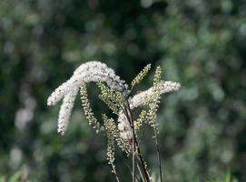 Preto cohosh--cimifuga racemosa--,alemanha foto