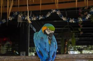 luz azul papagaio estão animal a casa foto