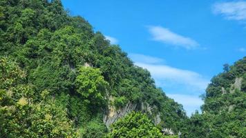 gramíneo montanha Colina floresta panorama cenário Visão foto