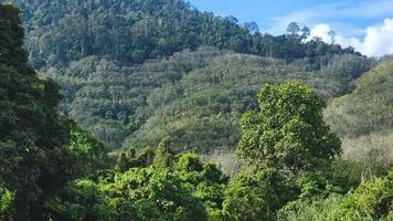 gramíneo montanha Colina floresta panorama cenário Visão foto