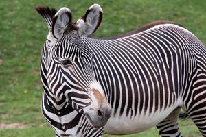 de grevy zebra pastar em verde Relva foto