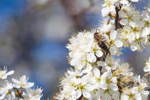 querida abelha colecionar pólen a partir de flores Primavera natureza. abelha coleta néctar a partir de a branco flores foto