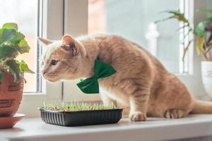uma lindo pêssego gato com uma verde borboleta em dele pescoço mentiras em a janela perto a Panela com uma flor. Primavera feriado st. patrick's dia e animais de estimação foto