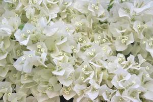 buquê de pequenas flores brancas de buganvílias foto