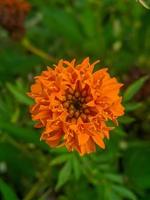 flores de calêndula laranja. esta flor tem o significado de beleza, riqueza, fama e calor foto