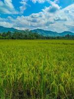 campos verdes de arroz e paisagens naturais montanhosas. foto