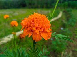 flores de calêndula laranja. esta flor tem o significado de beleza, riqueza, fama e calor foto