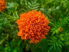 flores de calêndula laranja. esta flor tem o significado de beleza, riqueza, fama e calor foto