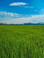 tradicional arroz agricultura panorama do arroz Campos e azul céu. foto